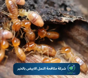 نمل أبيض في الأخشاب داخل منزل – شركة مكافحة النمل الابيض بالخبر