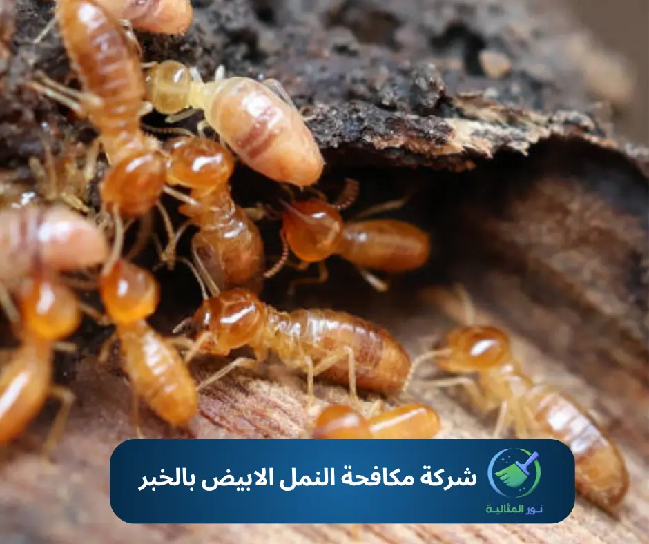 نمل أبيض في الأخشاب داخل منزل – شركة مكافحة النمل الابيض بالخبر