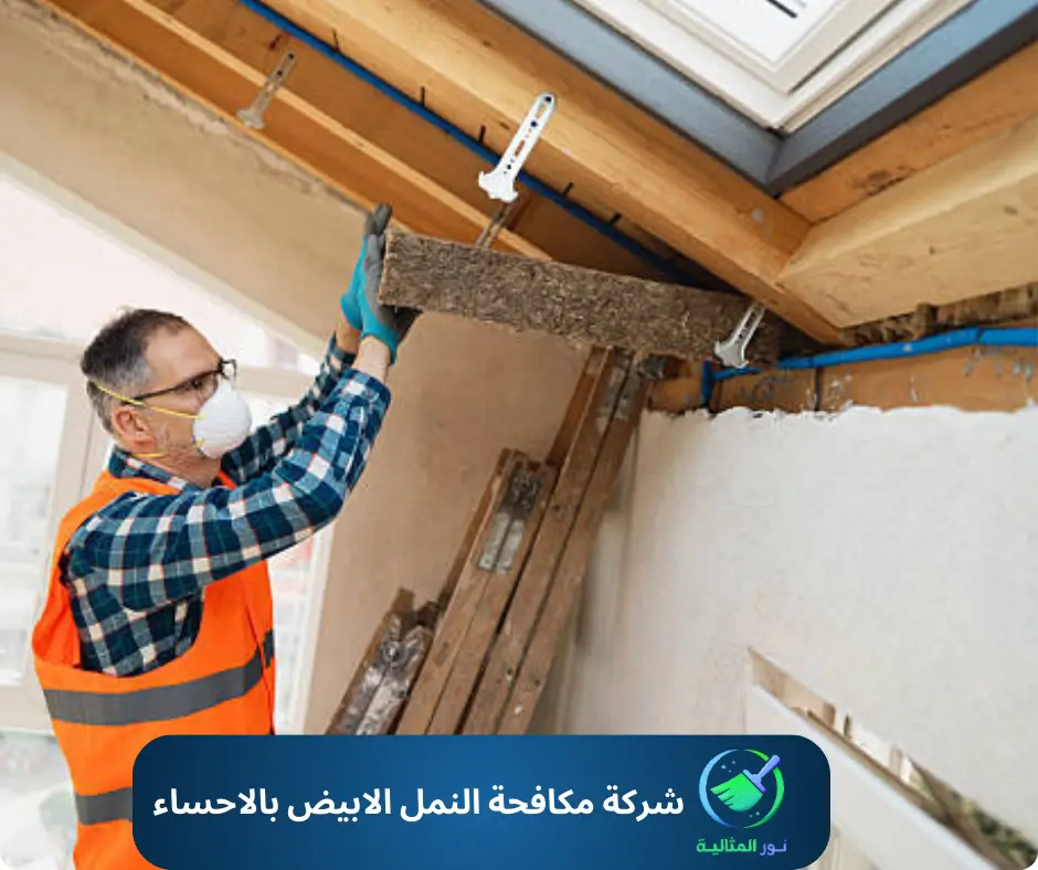 إزالة عازل خشبي للكشف عن النمل الأبيض في السقف بواسطة متخصص 
