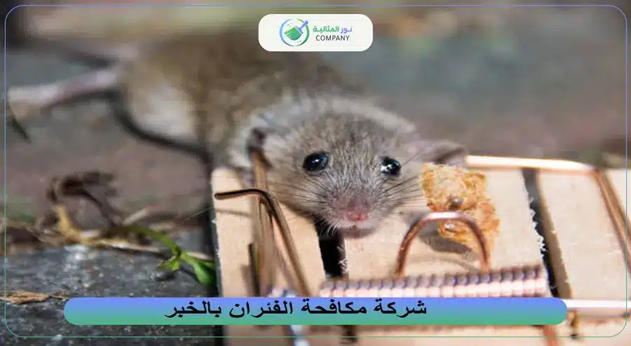 شركة مكافحة الفئران بالخبر