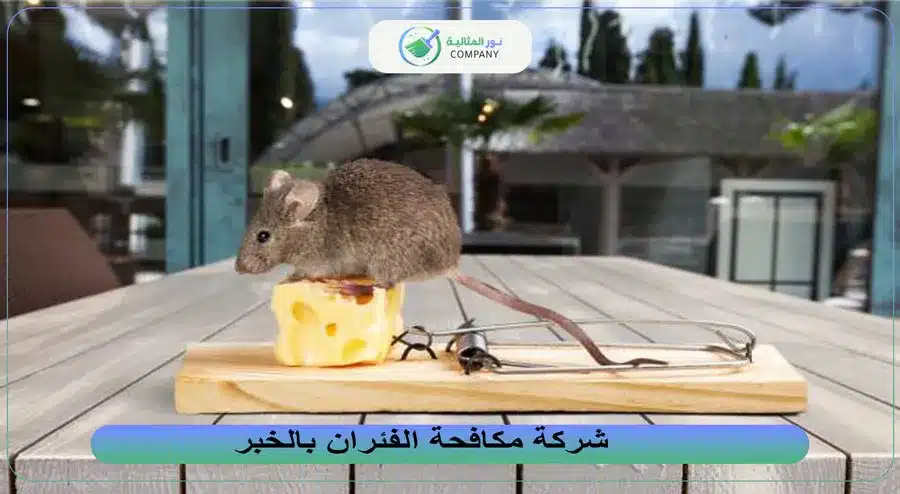 شركة مكافحة الفئران بالخبر