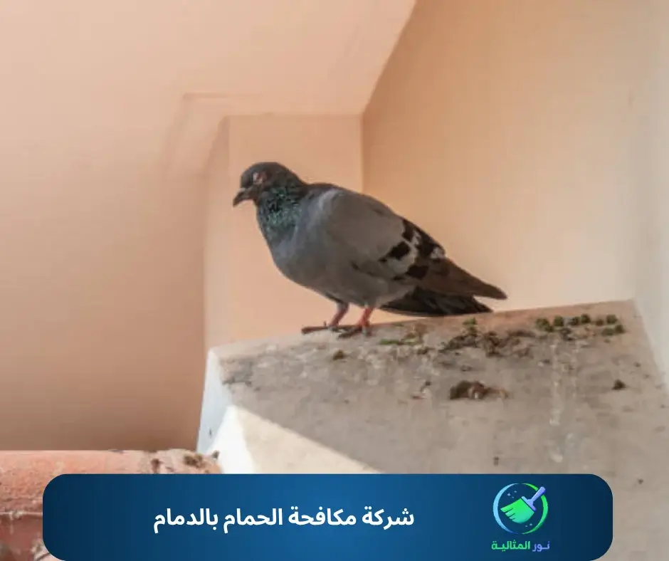 شركة مكافحة الحمام بالدمام