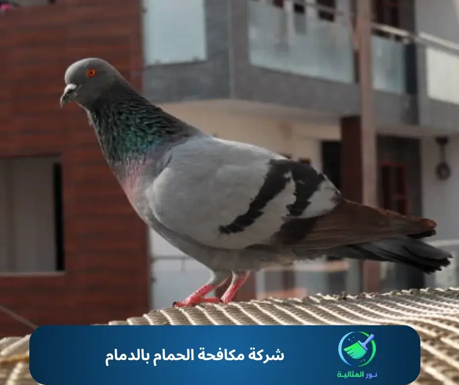 شركة مكافحة الحمام بالدمام