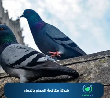 شركة مكافحة الحمام بالدمام