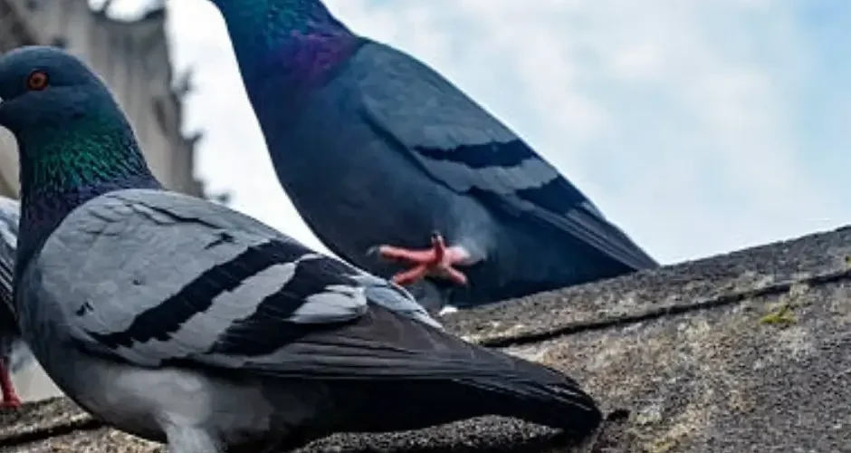 شركة مكافحة الحمام بالدمام