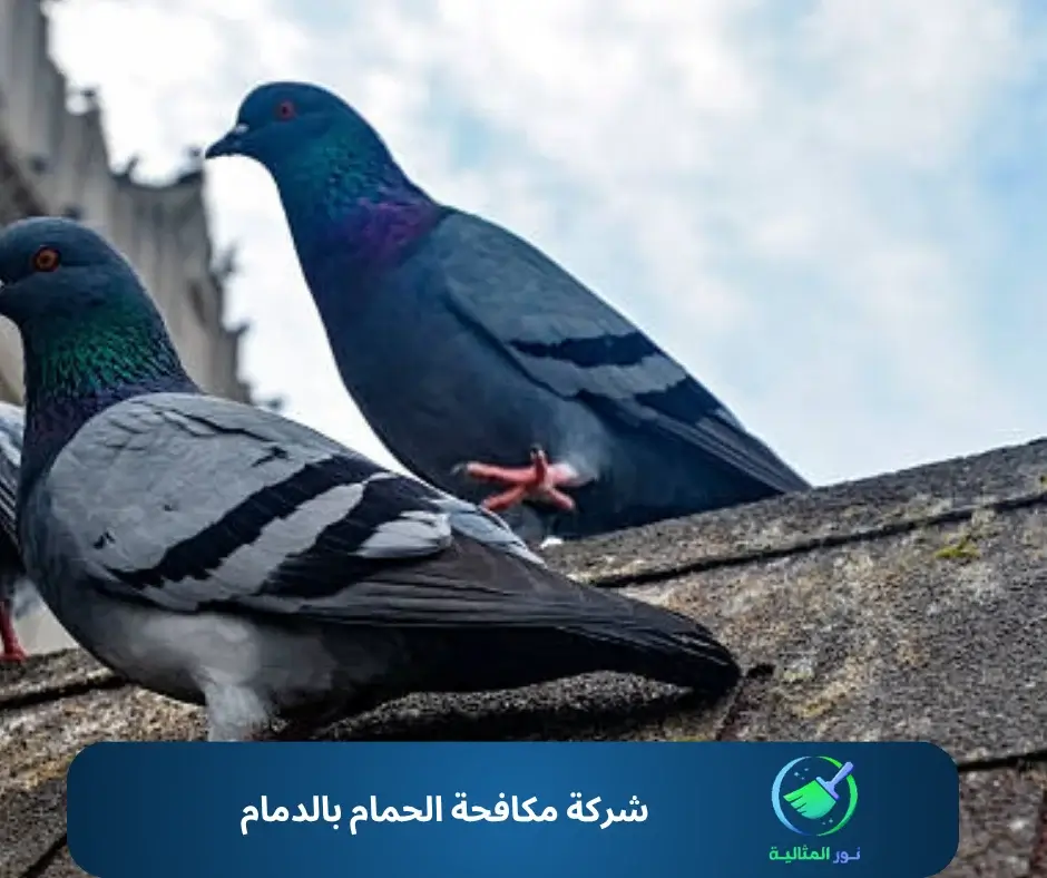 شركة مكافحة الحمام بالدمام