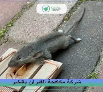 شركة مكافحة الفئران بالخبر