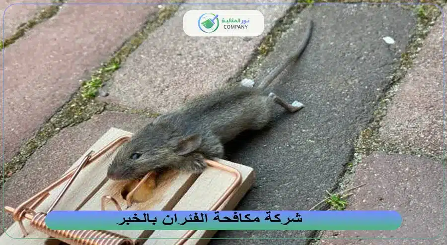شركة مكافحة الفئران بالخبر