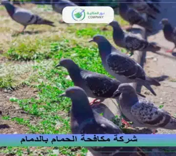 شركة مكافحة الحمام بالدمام