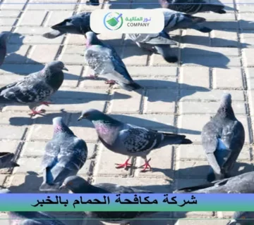 شركة مكافحة الحمام بالخبر