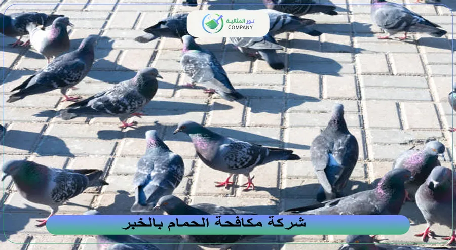 شركة مكافحة الحمام بالخبر