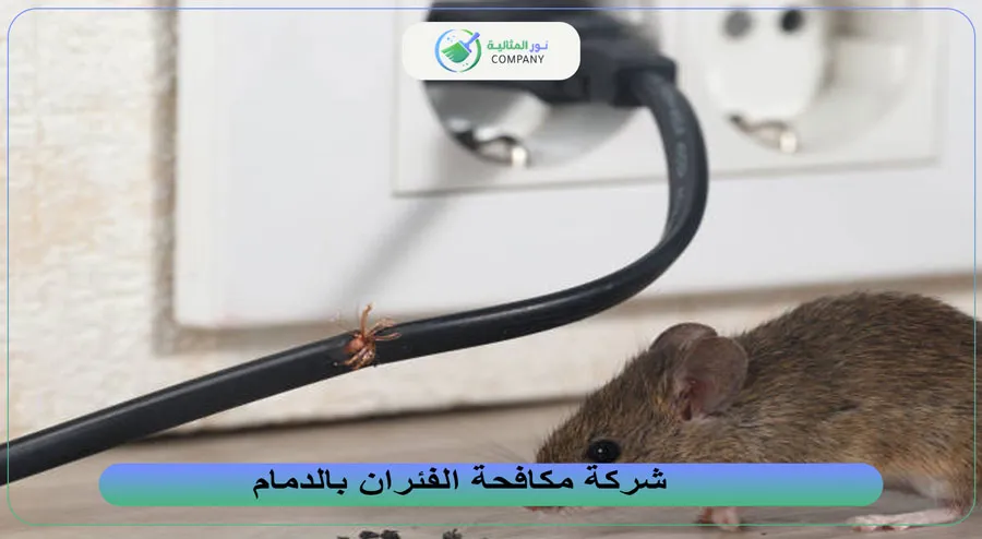 شركة مكافحة الفئران بالدمام