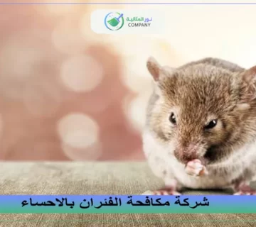 شركة مكافحة الفئران بالاحساء