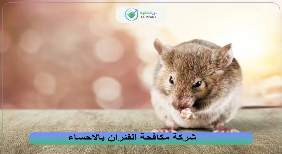 شركة مكافحة الفئران بالاحساء