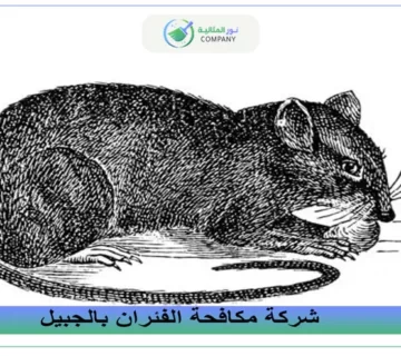 شركة مكافحة الفئران بالجبيل