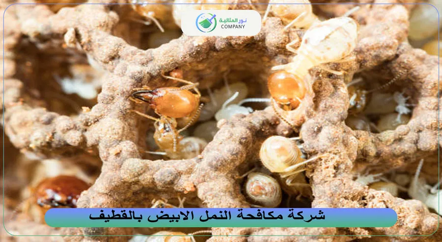 شركة مكافحة النمل الابيض بالقطيف