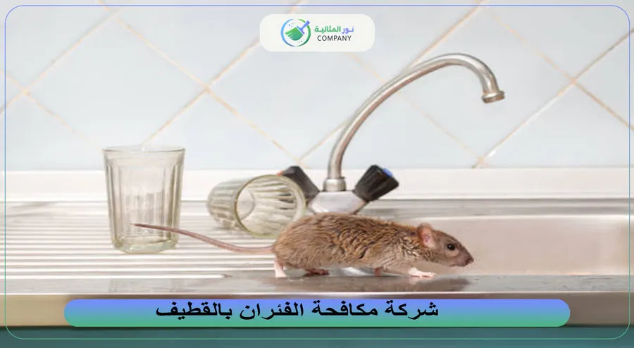 شركة مكافحة الفئران بالقطيف