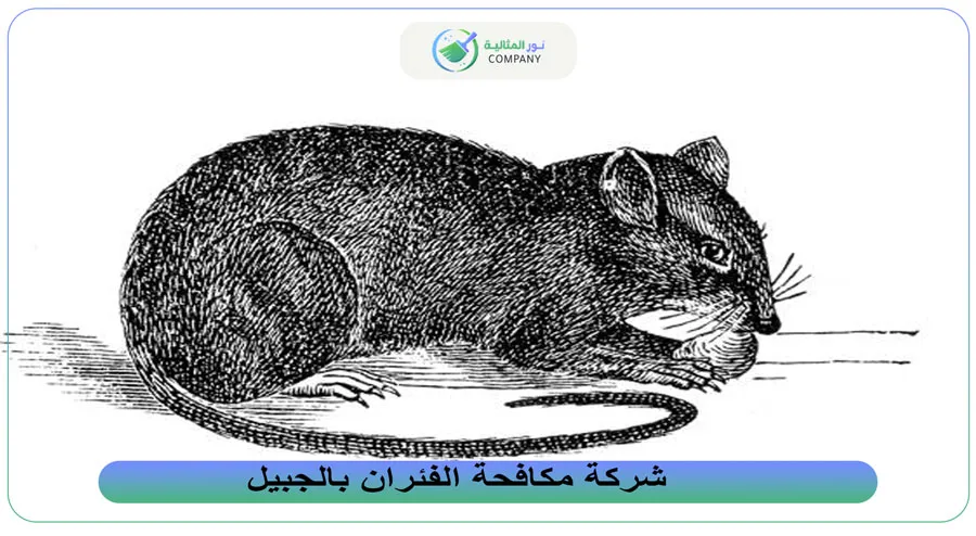 شركة مكافحة الفئران بالجبيل