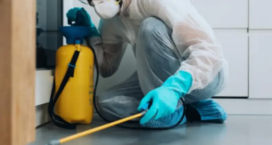 شركة مكافحة حشرات ببقيق