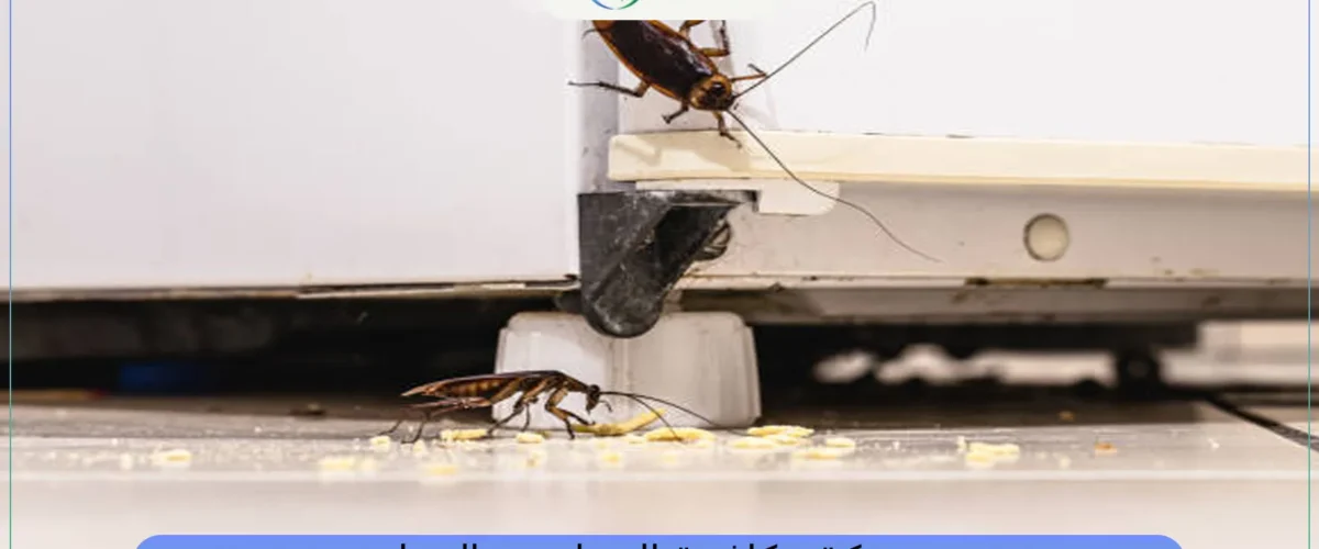 شركة مكافحة الصراصير بالدمام