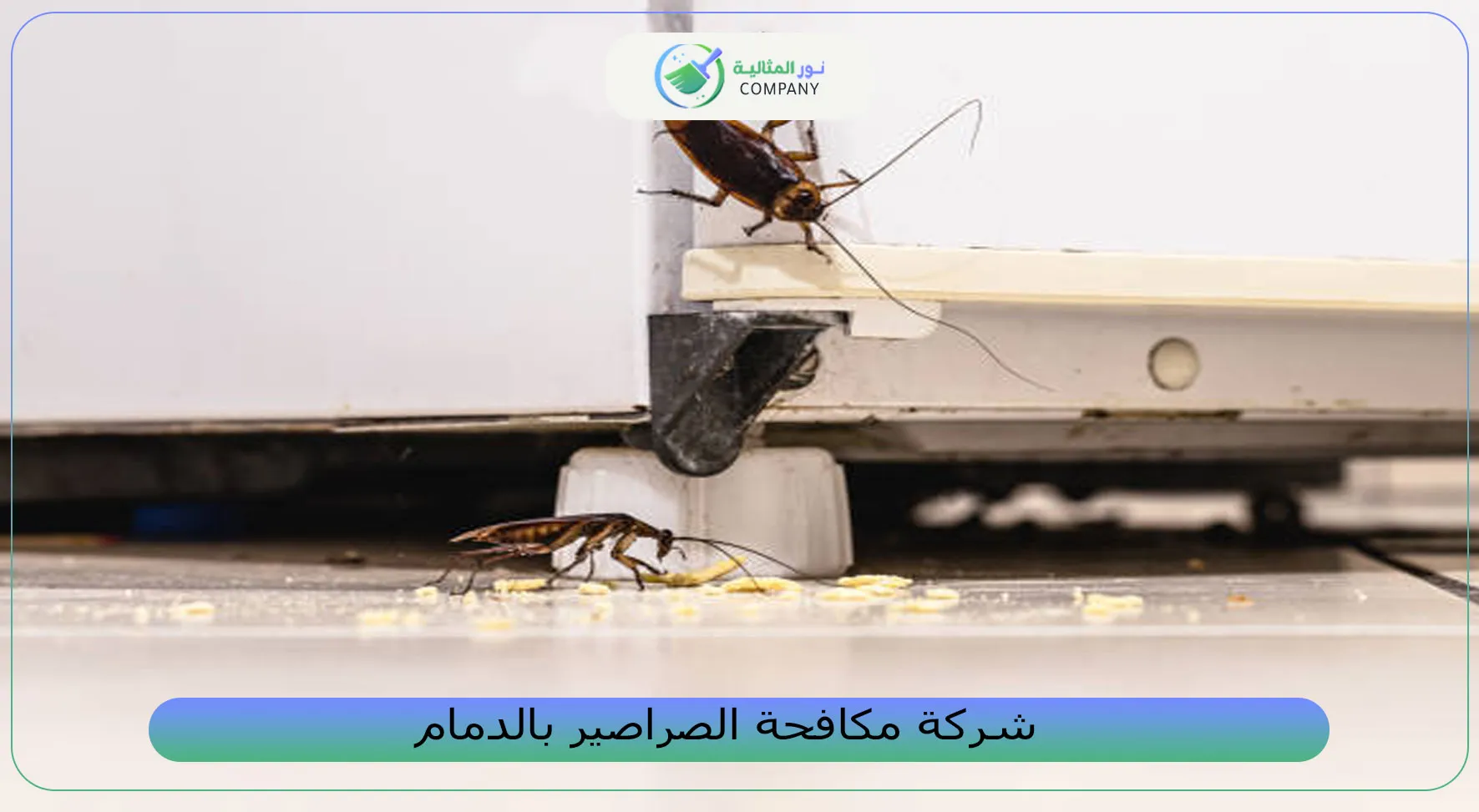 شركة مكافحة الصراصير بالدمام