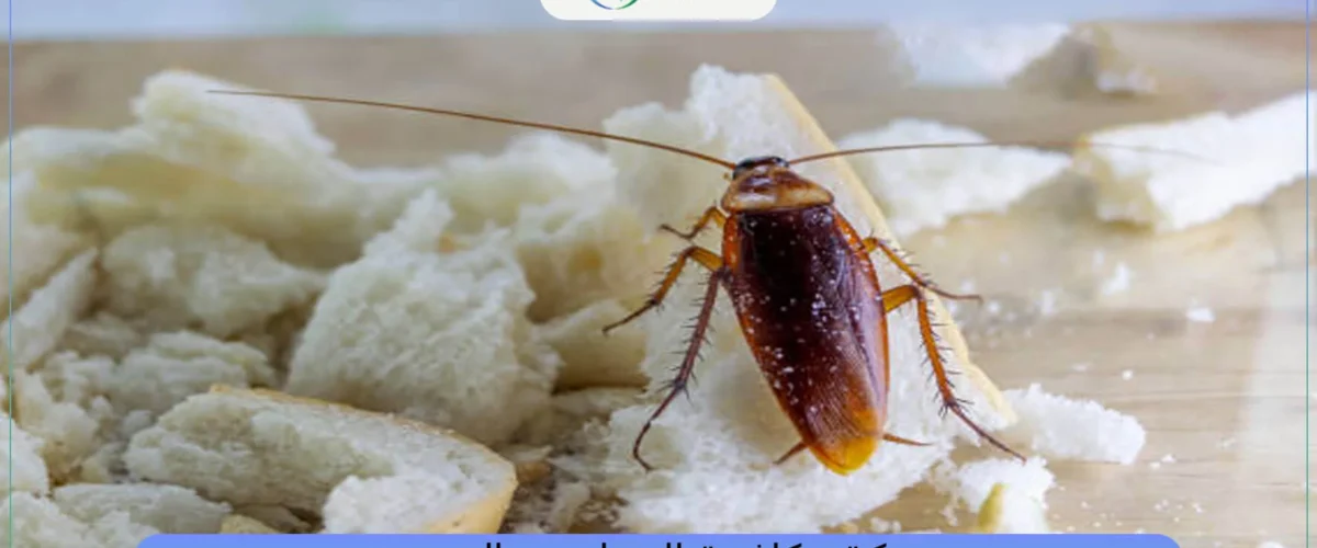 شركة مكافحة الصراصير بالخبر