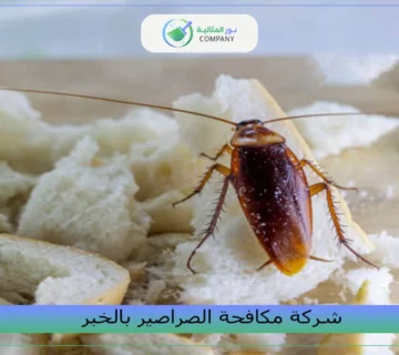 شركة مكافحة الصراصير بالخبر