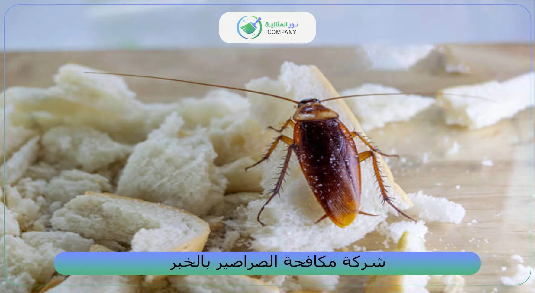 شركة مكافحة الصراصير بالخبر