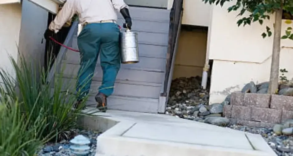 شركة مكافحة حشرات بالاحساء