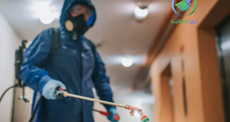 شركة مكافحة النمل الابيض بالرياض