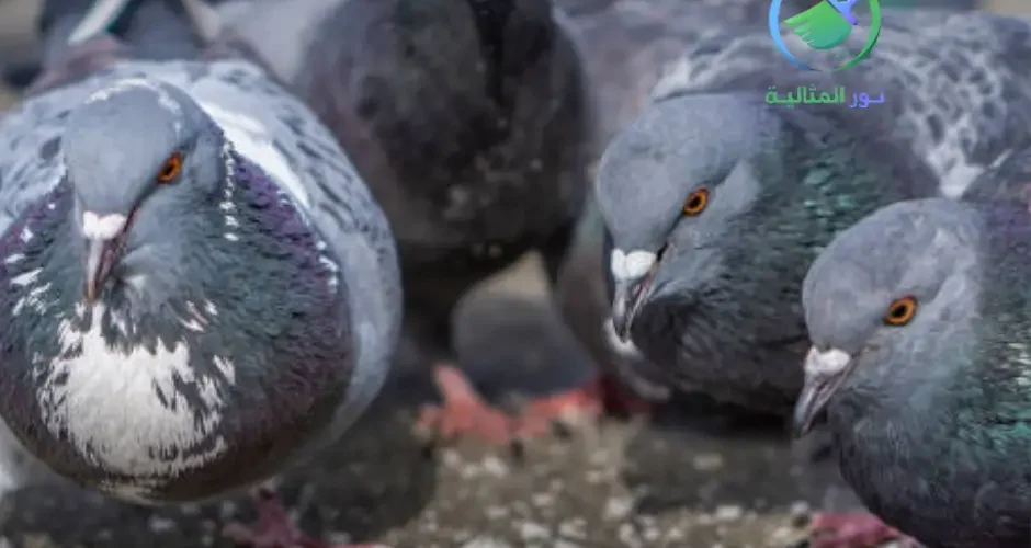 شركة مكافحة الحمام بالاحساء