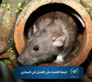 كيفية القضاء على الفئران في المجاري