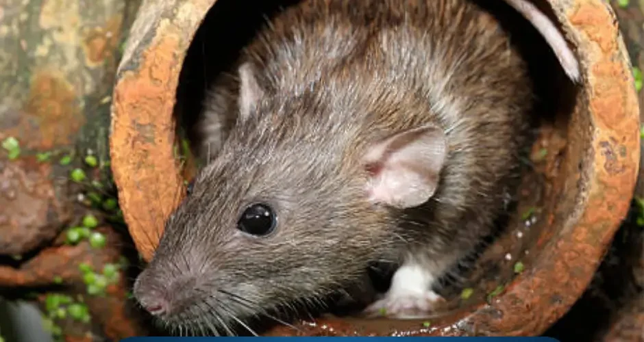 كيفية القضاء على الفئران في المجاري