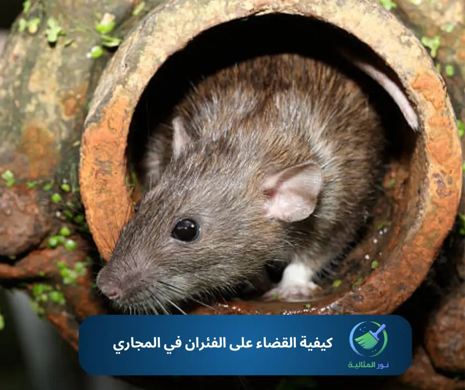 كيفية القضاء على الفئران في المجاري