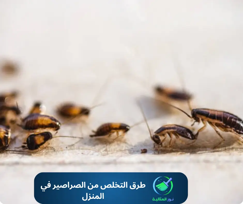 أفضل طرق التخلص من الصراصير في المنزل بالاحساء