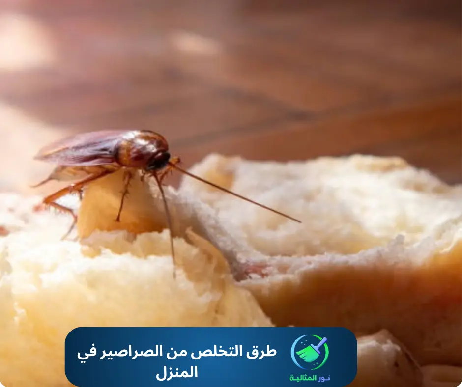 أفضل طرق التخلص من الصراصير في المنزل بالاحساء