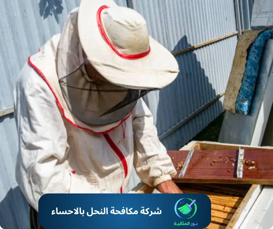 شركة مكافحة النحل بالاحساء