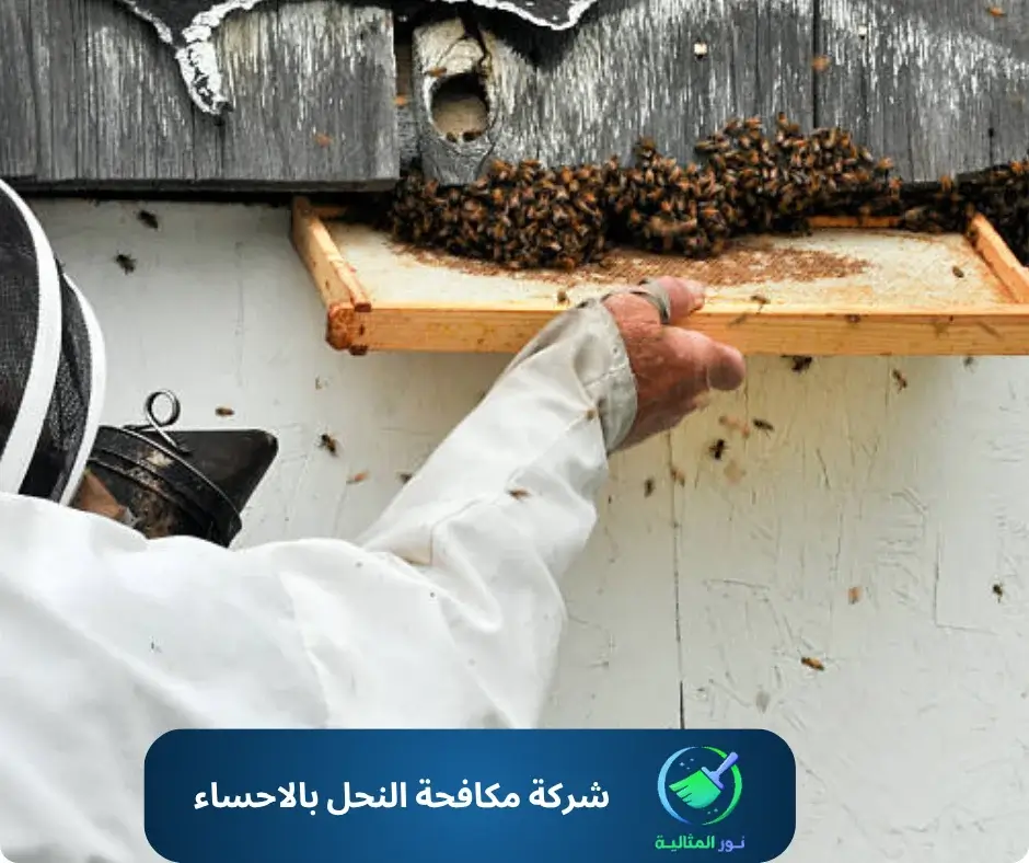 شركة مكافحة النحل بالاحساء