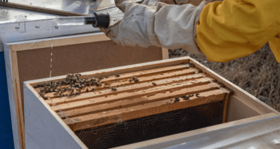 كيفية التعامل مع النحل في الحدائق