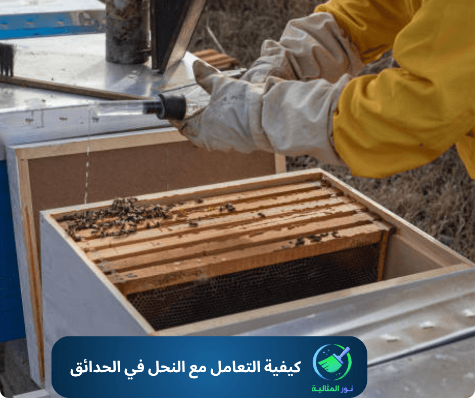 كيفية التعامل مع النحل في الحدائق