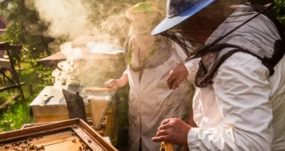 شركة مكافحة النحل بالقطيف