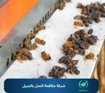 شركة مكافحة النحل بالجبيل