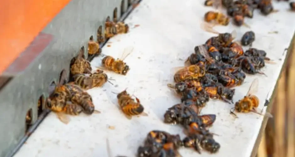 شركة مكافحة النحل بالجبيل