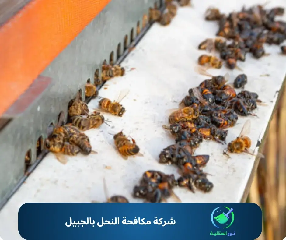 شركة مكافحة النحل بالجبيل