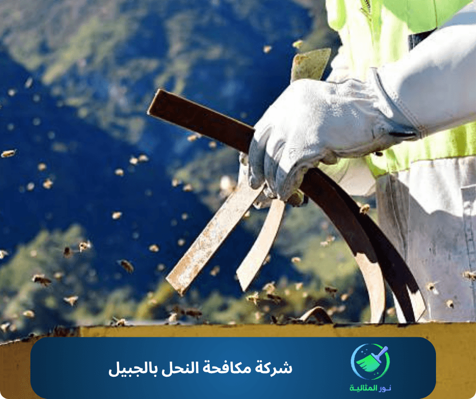 شركة مكافحة النحل بالجبيل