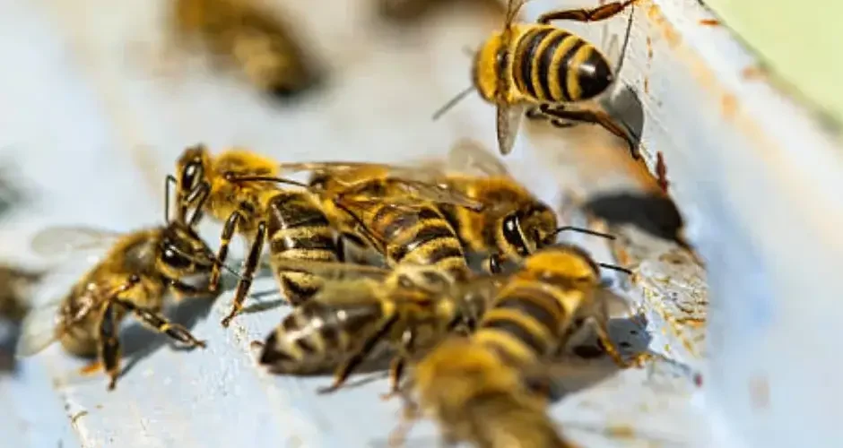 شركة مكافحة النحل ببقيق