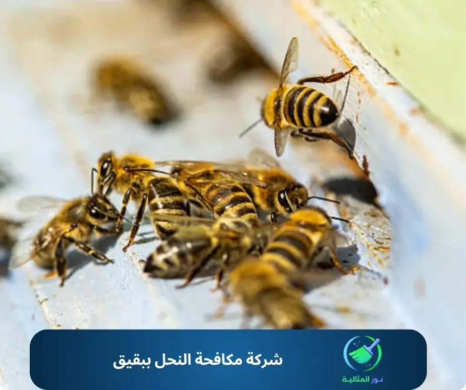 شركة مكافحة النحل ببقيق