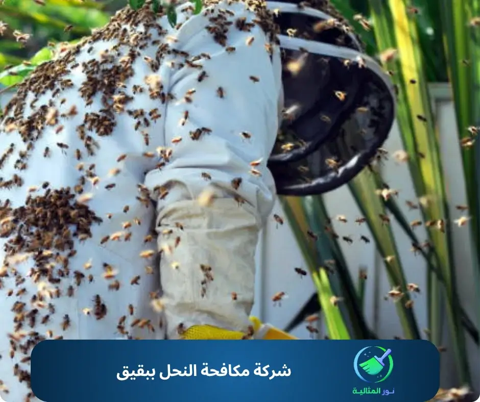 شركة مكافحة النحل ببقيق
