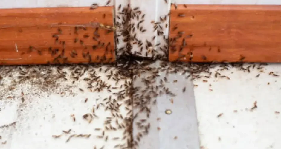 شركة مكافحة النمل الابيض ببقيق