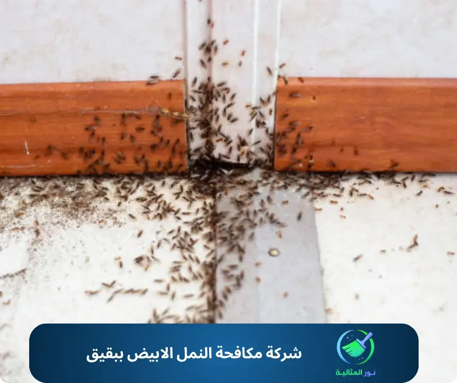 شركة مكافحة النمل الابيض ببقيق